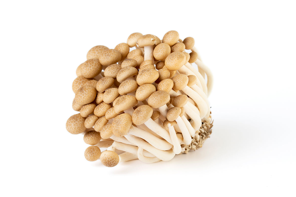 Comprar Shimeji / Hypsizygus marmoreus LAUMONT SHOP