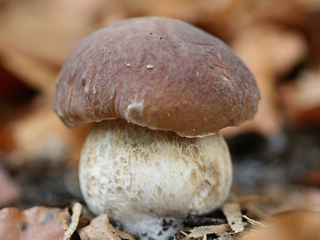 El Boletus, la reina de las setas