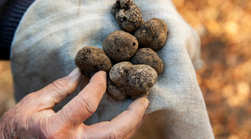 “Garantizamos trufas frescas a todo el mundo en 1 o 2 días desde su recolección.”
