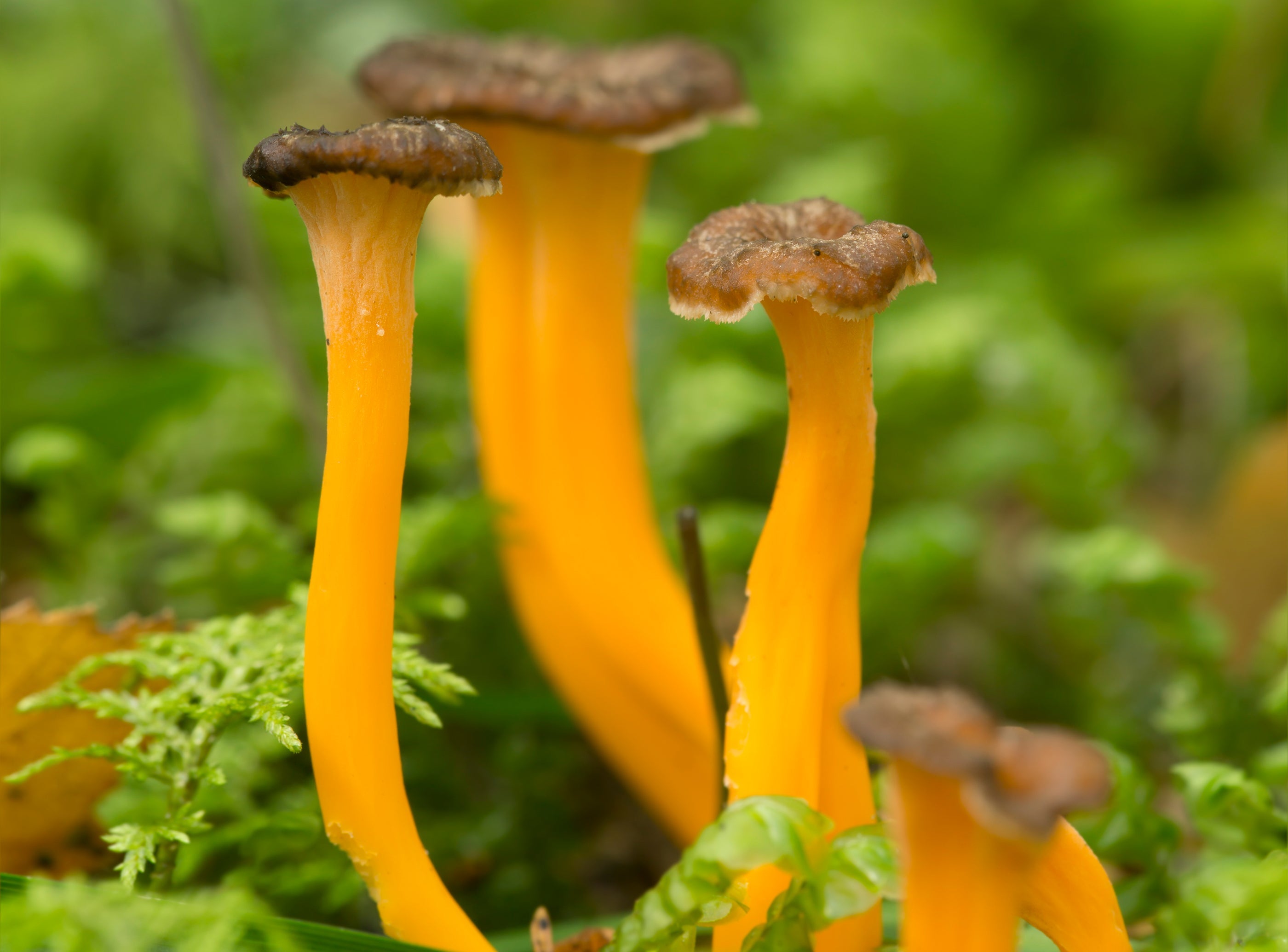 Gula de Monte - Lutescens - Tubaeformis