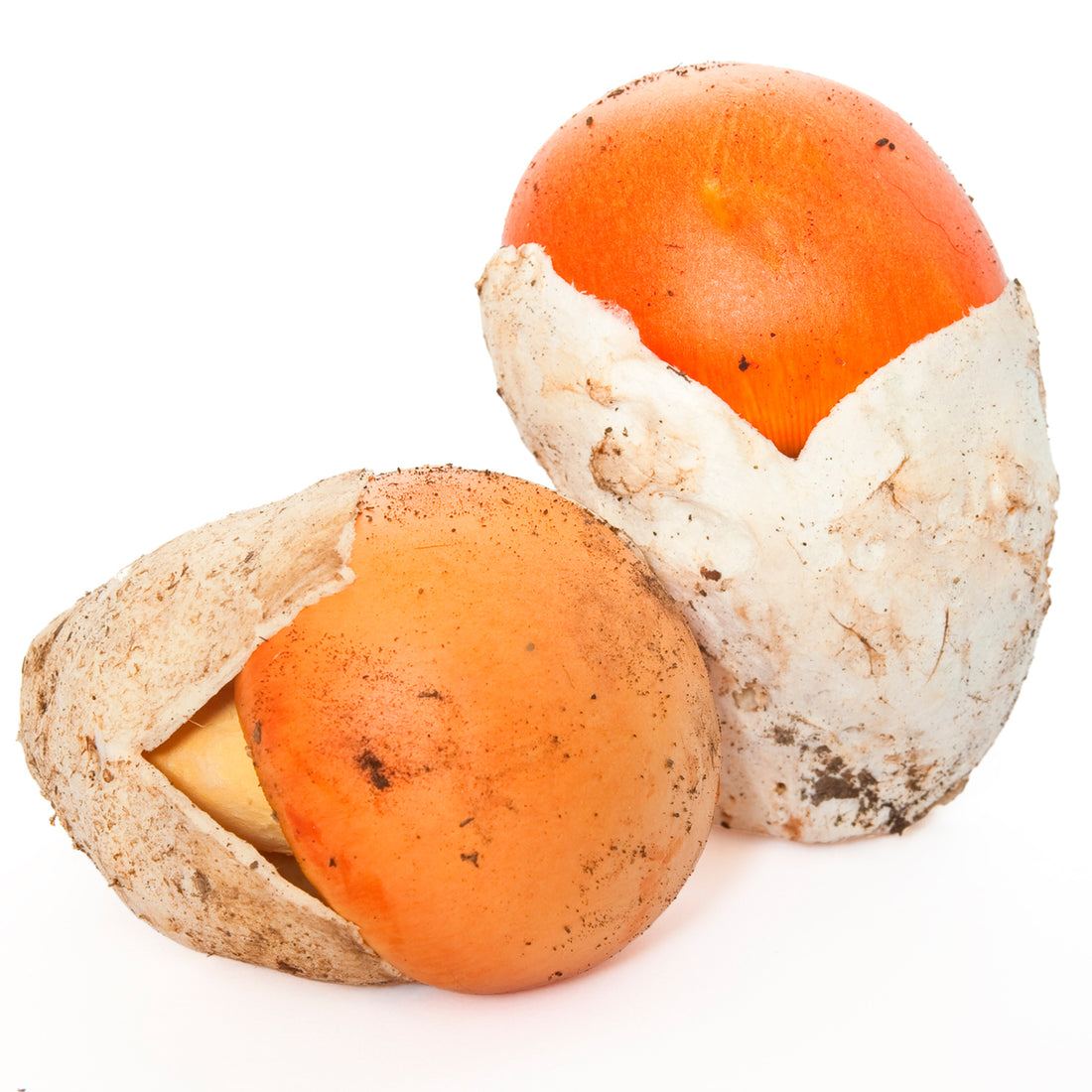 Amanita Caesarea
