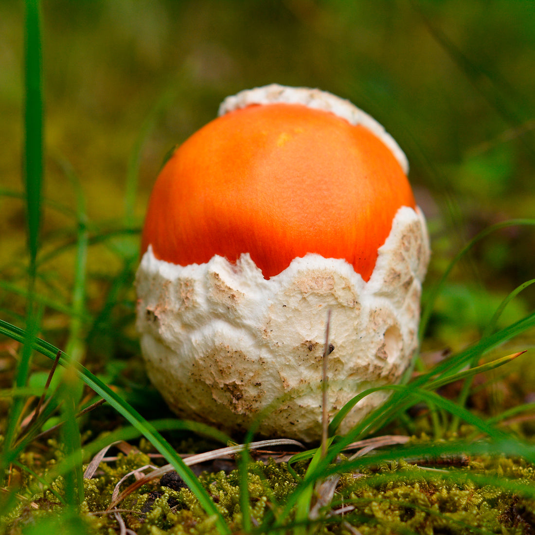 Amanita Caesarea