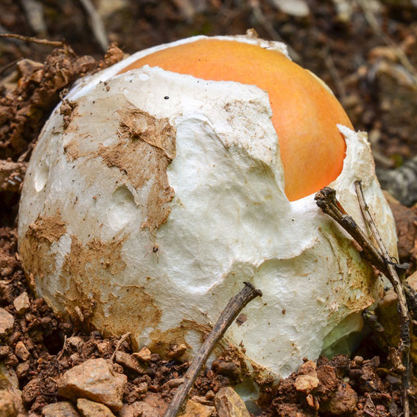 Amanita Caesarea
