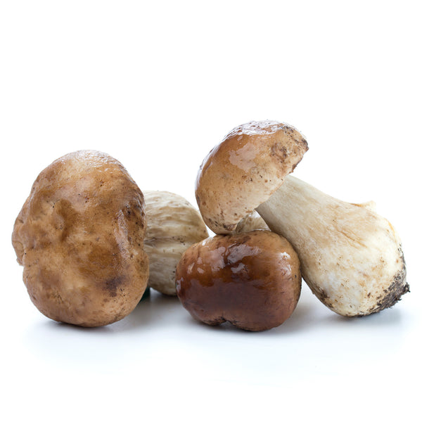 boletus