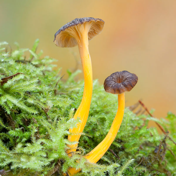 Angula de Monte
