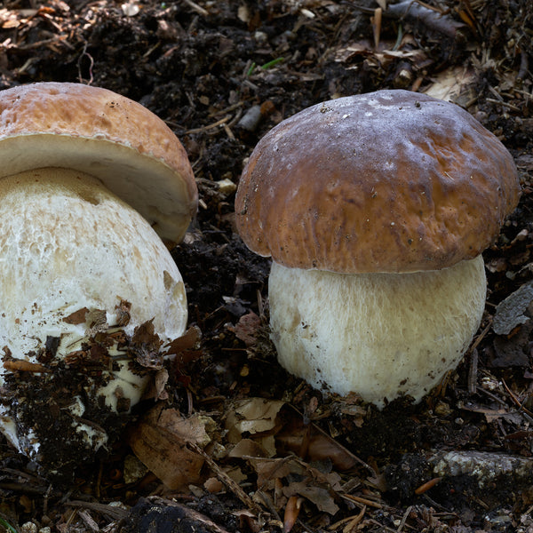 Boletus