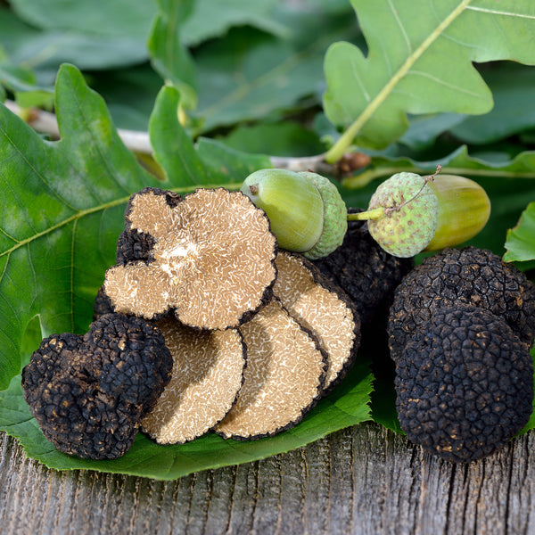 Tòfona de Tardor (Tuber Uncinatum)