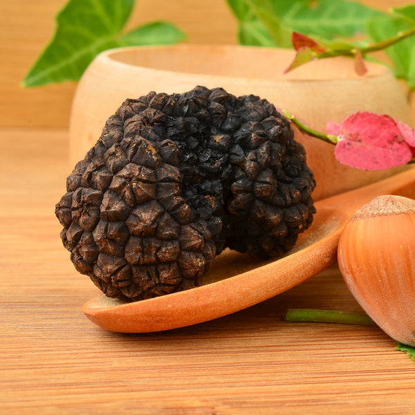 Tòfona de Tardor (Tuber Uncinatum)