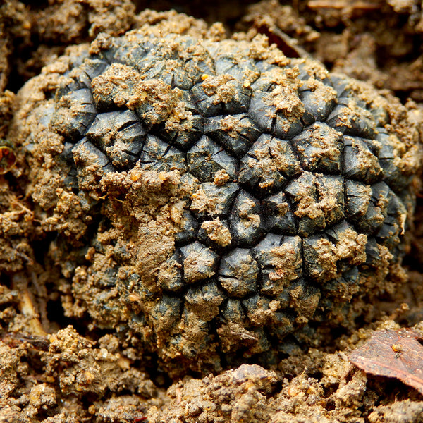 Tòfona de Tardor (Tuber Uncinatum)